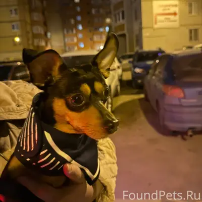 Найден той-терьер, Коминтерновский район