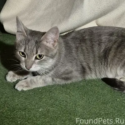 Найдена кошка, серенькая в полоску, бульвар Победы