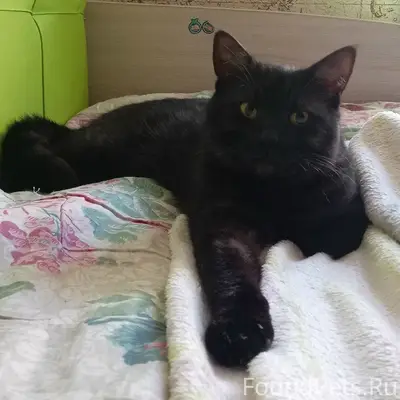 Пропал черный кот Василий, улица Шувалово