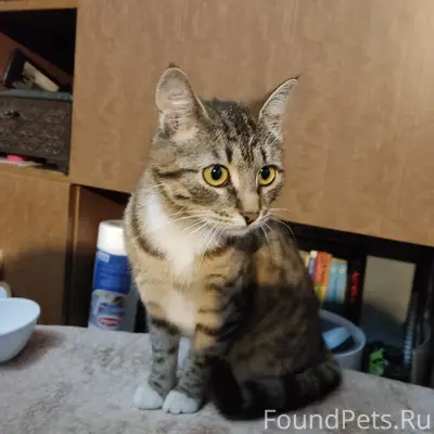 Найдена кошка, Вахрушева