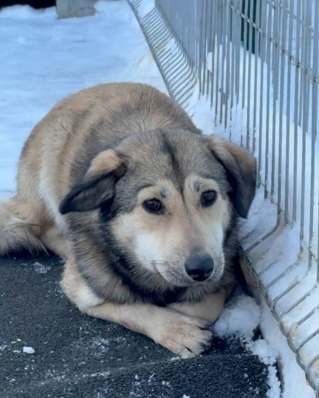 Пропала собака, Мяглово