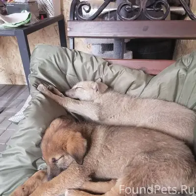 Пропали собаки, песочный мальчик и коричневая девочка, ул. Зеленая Поляна