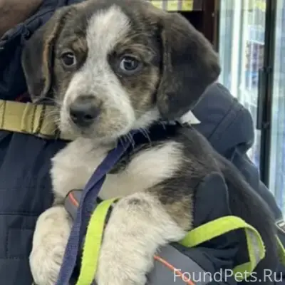 Пропал щенок, ст. Красноярская