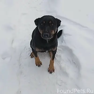 Пропала собака, Мехзавод