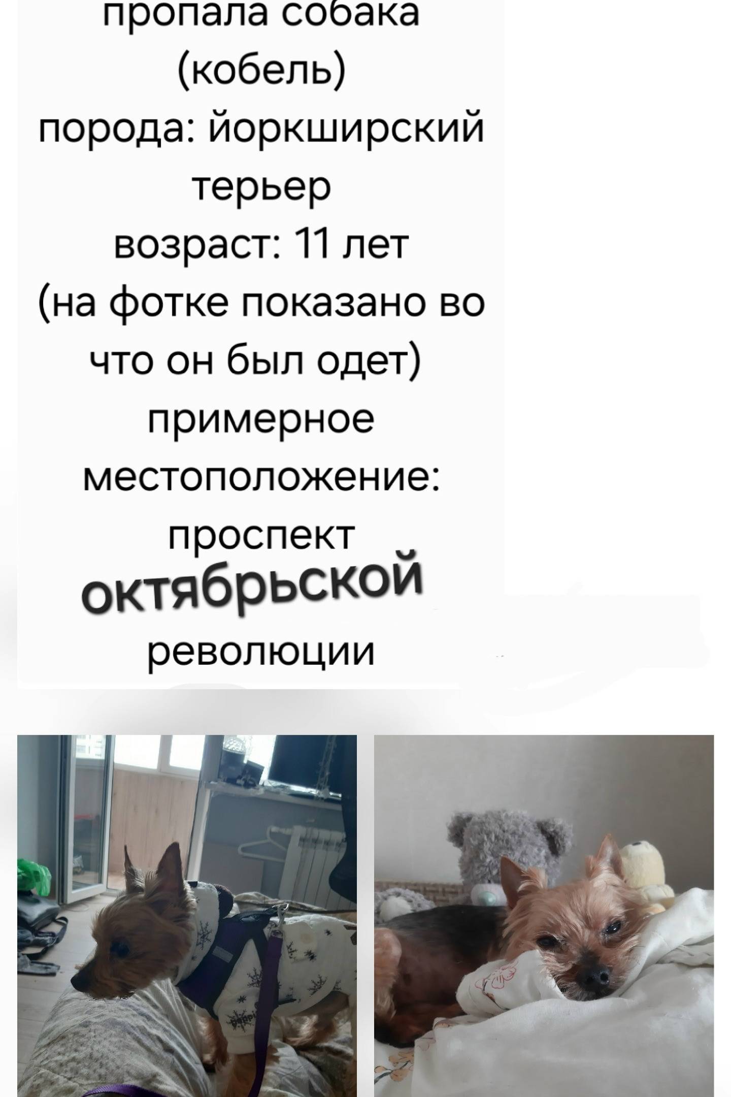 Пропал йоркширский терьер Сэлфик, Севастополь