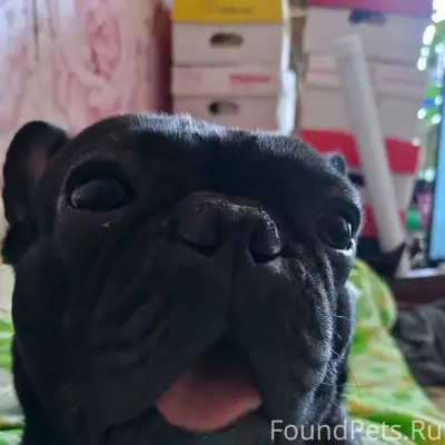 Пропал пёс Марс, район ул. Мира