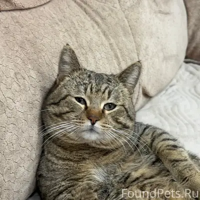 Пропал кот, район ул. Чернышевского/ул. Советской