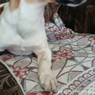 Найден тип: собака, Пролетарский район