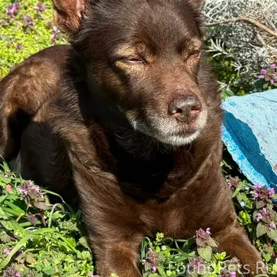 Пропала собака, Пашковка