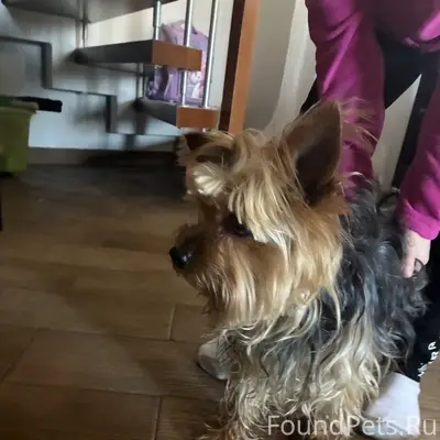 Найден йоркширский терьер, Малаховка