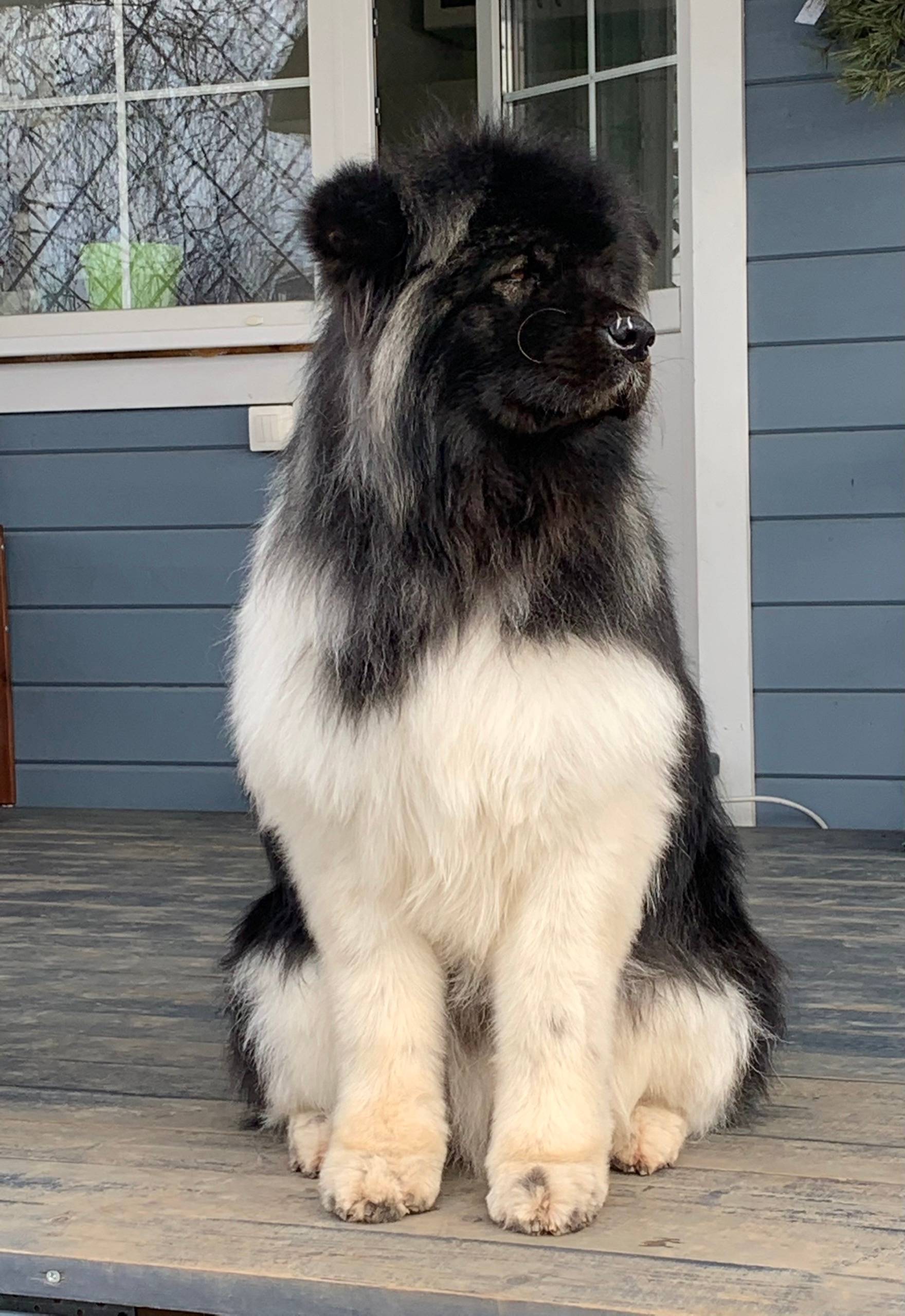 Пропала американская Акита, КП Бельведер-парк