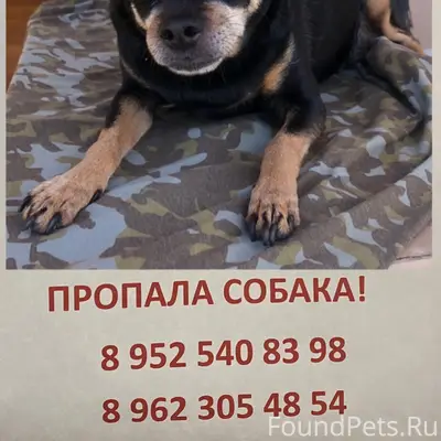 Пропала той-терьер Грамши, Воронеж