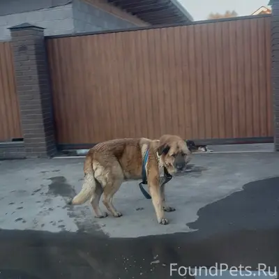 Найден пёс, Альгешево