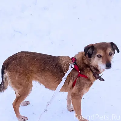 Пропала дворняжка Джессика, Сарапул