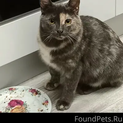 Пропала кошка Обезьяна