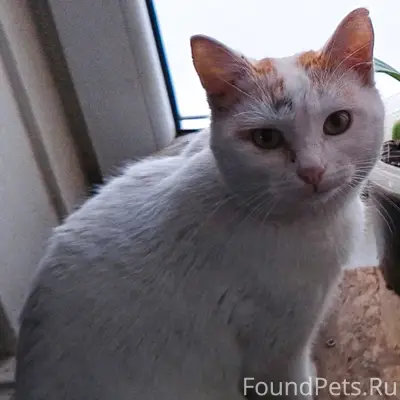 Пропал кот, центр