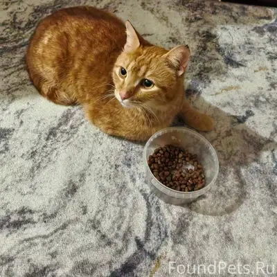 Найден рыжий кот, улица Дежнёва