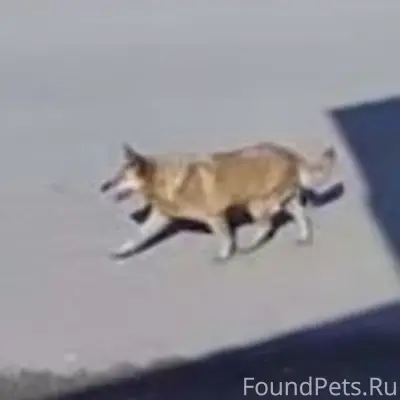 Пропала собака, Ермолино