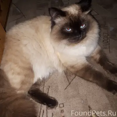 Пропал кот, район монолита