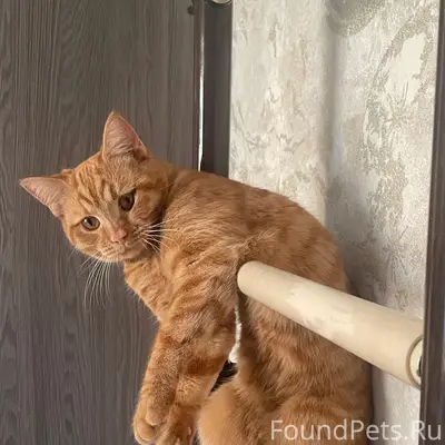 Пропал кот, район Авалона