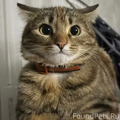 Пропала кошка Буся, улица Мичурина