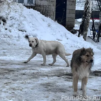Найден лабрадор, пгт Алексеевка