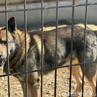 Пропал пёс Граф, проспект Советский