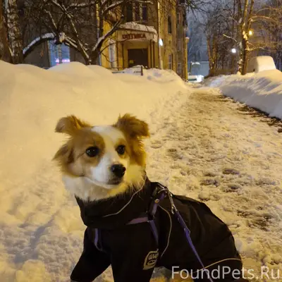 Пропала собака Юки, район Подлипок