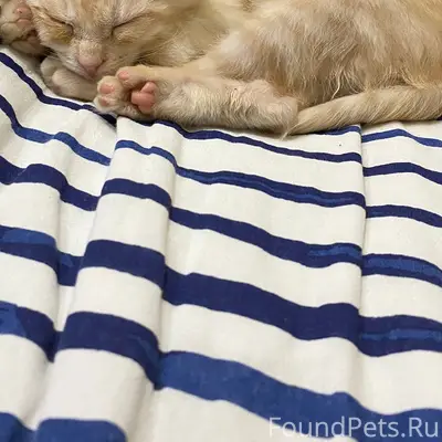 Найден котёнок мальчик, [место не указано]