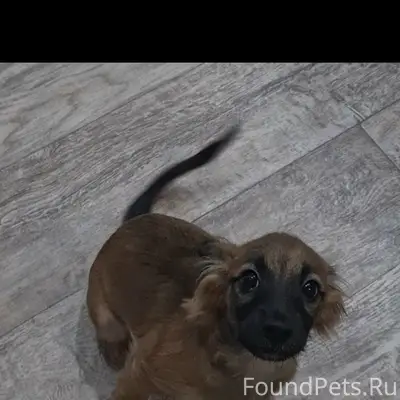 Пропал пёс, возможно увязался за ребёнком до 22 школы