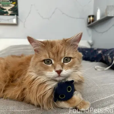 Пропала кошка Симба, Долгопрудный