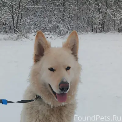 Пропал пес, район городской