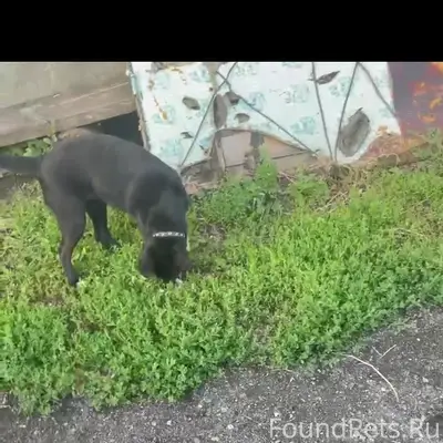 Пропала собака, улица Октябрьская