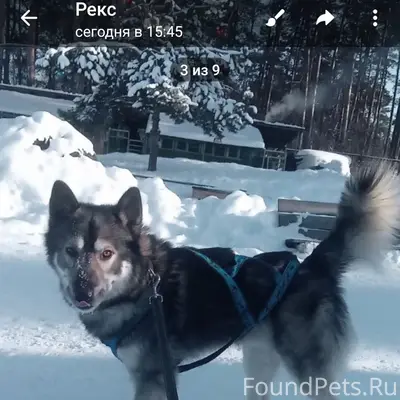 Найден молодой пес, найдена собака на улице