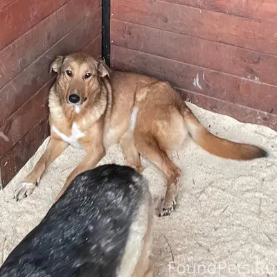 Пропала метис Рада, Казань