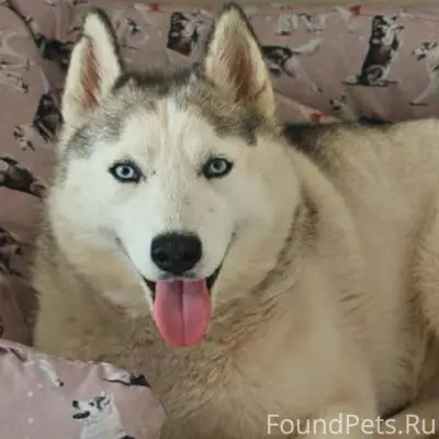 Найден хаски, Казань, Проспект Победы