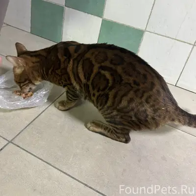 Найдена кошка, Симферополь, ул. Данилова