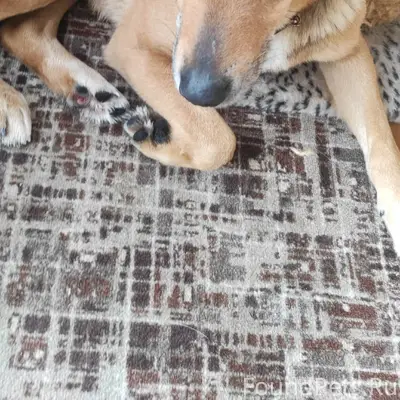 Найден мальчик с ошейником, Фаустово