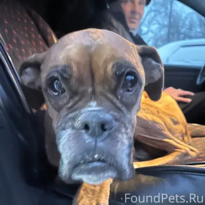 Найден Боксер, Тальменский район, увезен в Барнаул