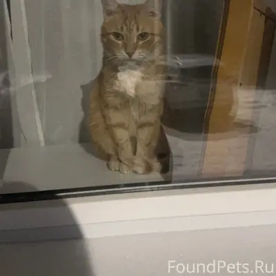 Пропал рыжий кот Рыжик