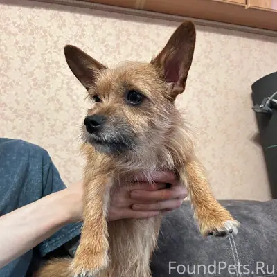 Найден рыжий пёс, парк Победы, Самара