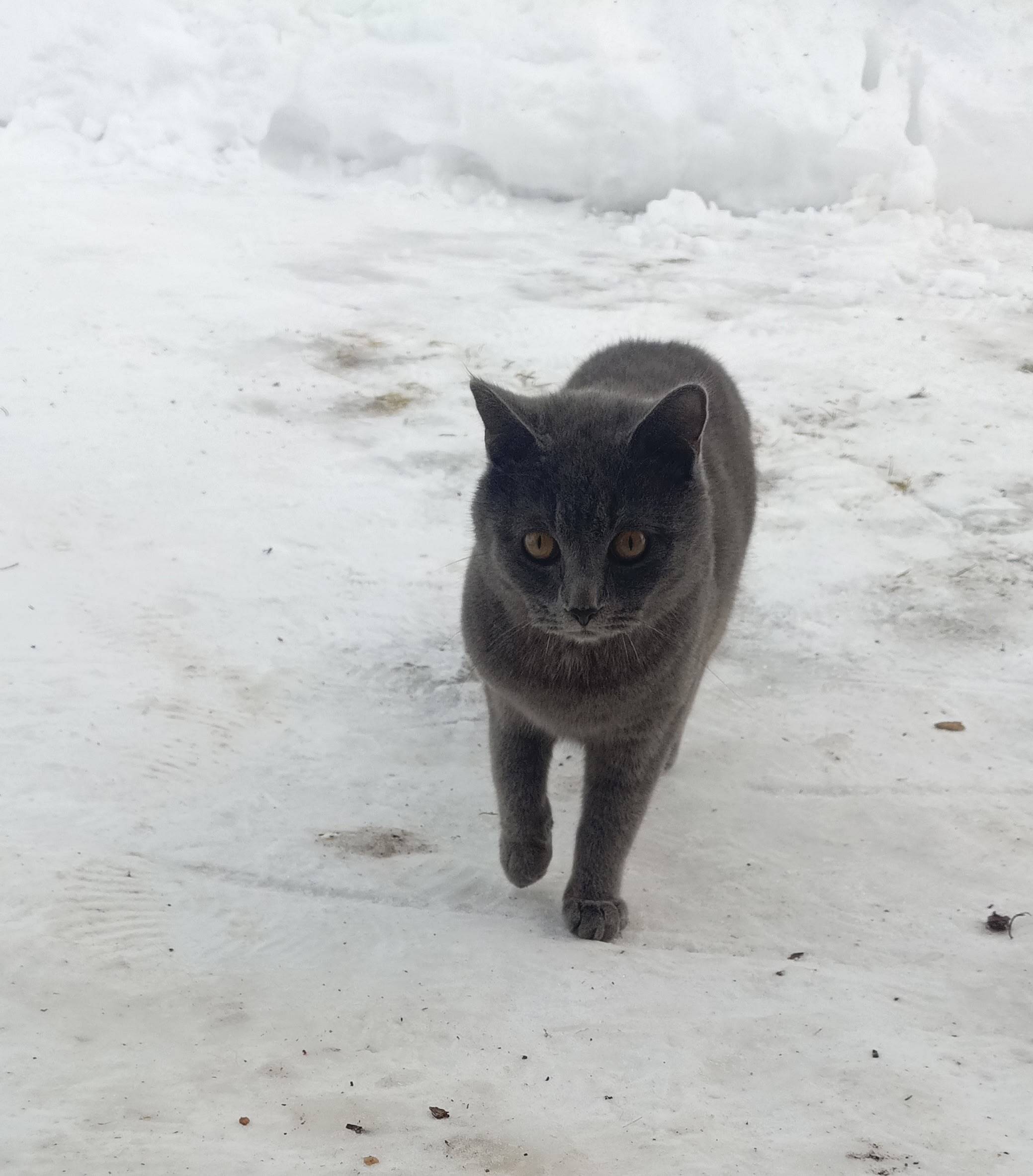 Пропал кот, улица Строителей