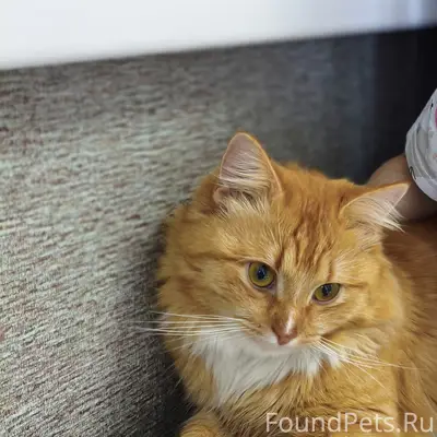 Пропал кот, улица Отрадная