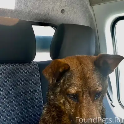 Пропал пёс Серега, район колхозного рынка