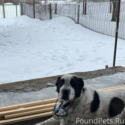 Найден алабай, ул. Задонье