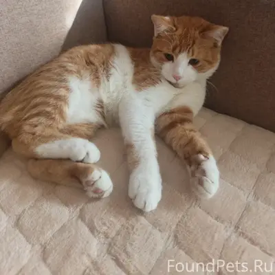 Пропал кот, ул. Лесная