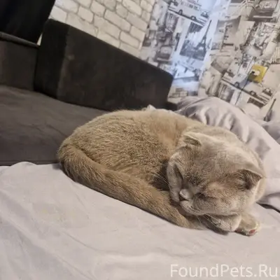 Найдена кошка, Мурманск