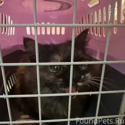 Найдена кошка, Октябрьский район