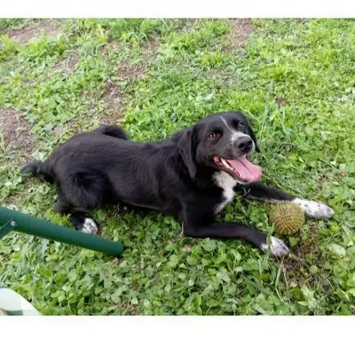 Пропал Черныш, Сормовский район