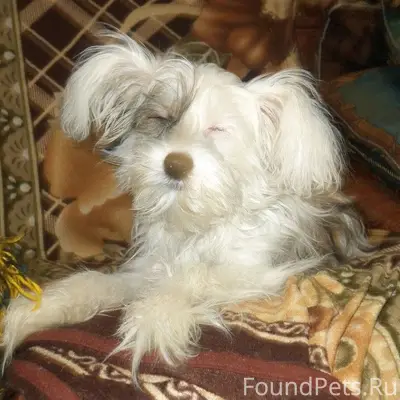 Пропала китайская хохлатая Ника, Прокопьевск